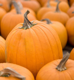 Spicy Pumpkin Pie