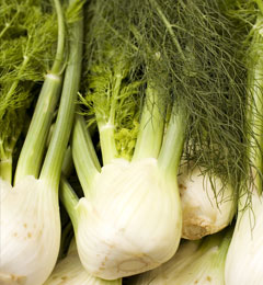 Golden Fennel