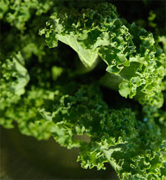 Farro, White Bean and Kale Stew